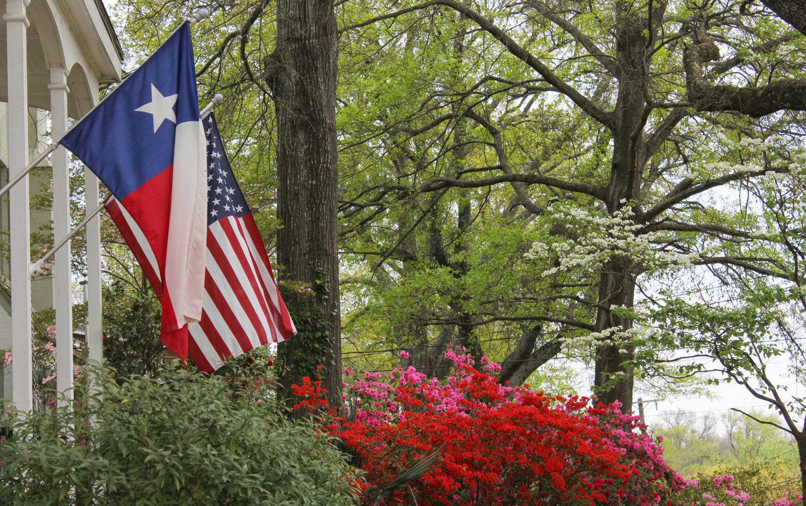 A historic Texas home with the Texas and American flags on the porch, framed by mature oaks and spring azaleas in bloom.
